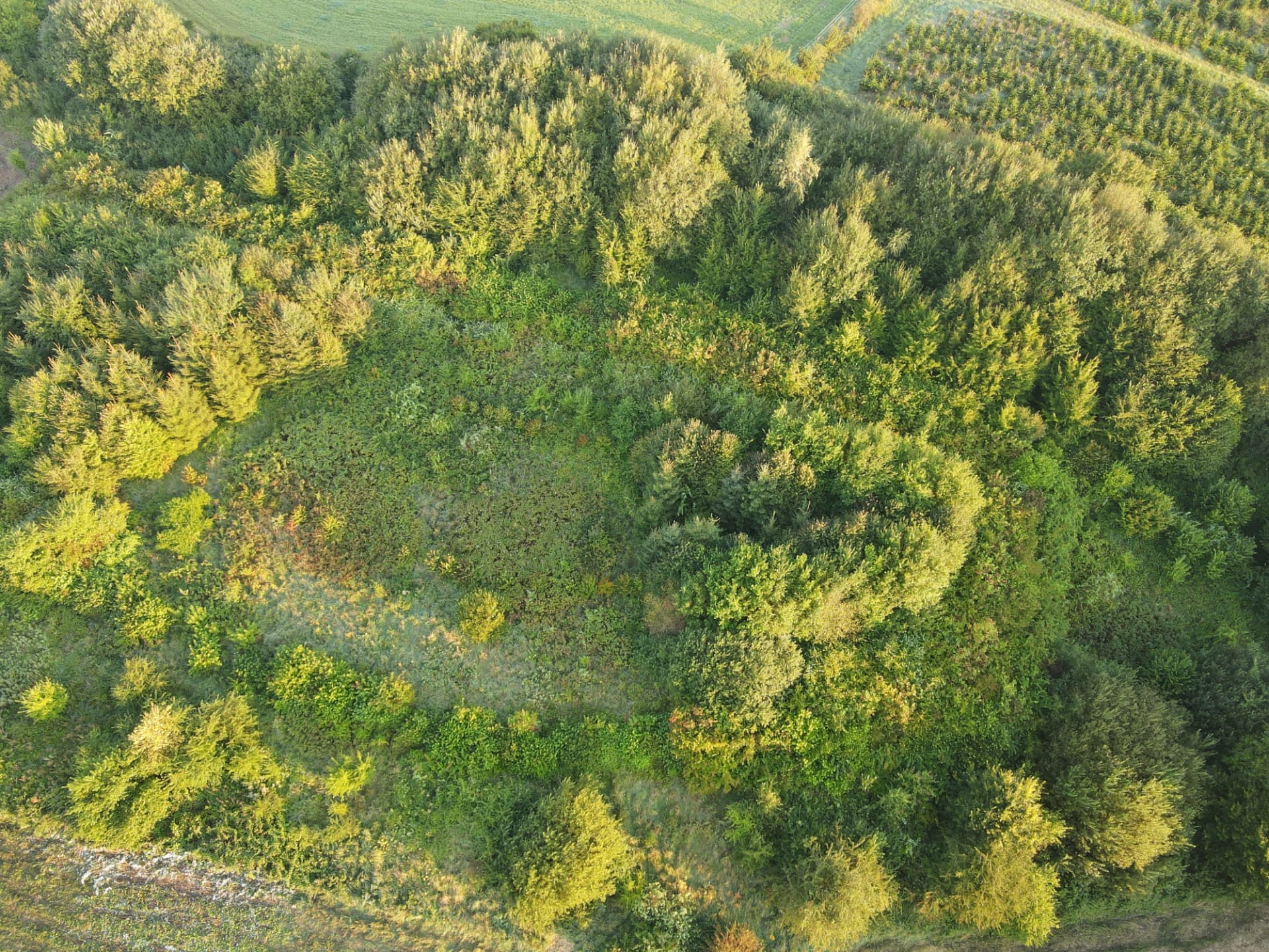 Luftfoto lige ned i en ung, blandet skov med lysninger imellem trækronerne.