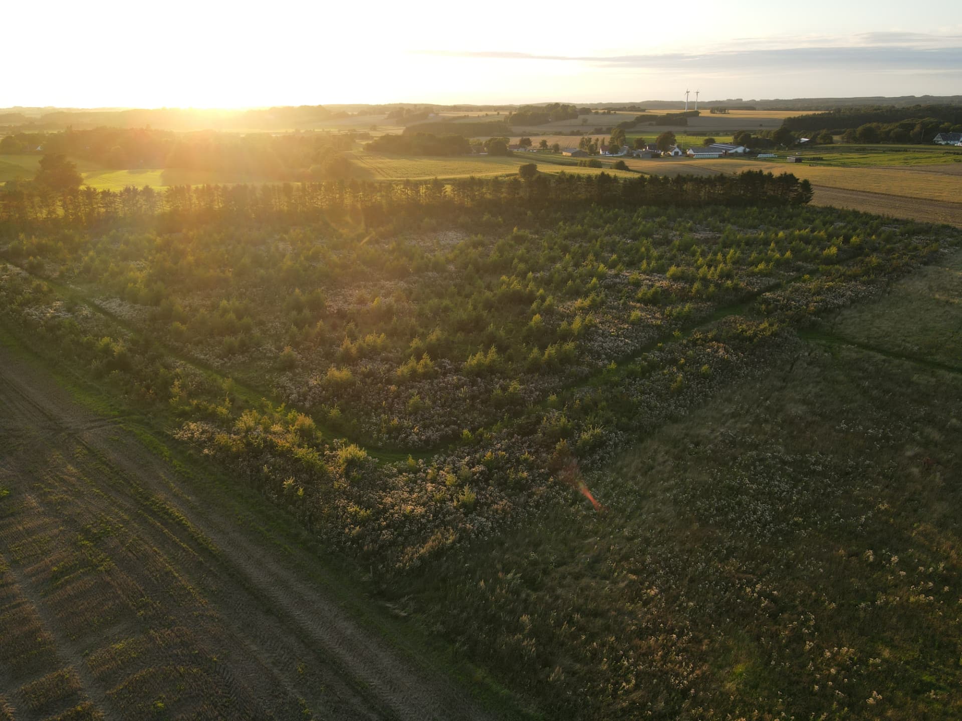 Luftfoto af beplantede felter og læhegn i modlys ved solnedgang.
